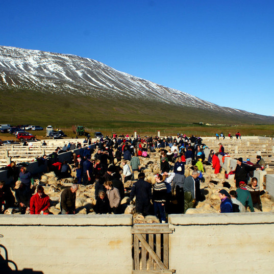 Frá Staðarrétt í Skagafirði. Mynd/BÞ