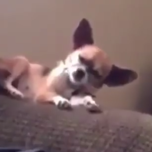 Er smá mánudagur í þér? - myndband