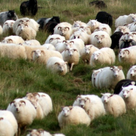 Öllu fé sem fór yfir Blöndu í sumar skal slátrað