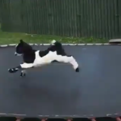 Kiðlingur að hoppa á trampólíni - myndband