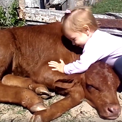 Deildu með vin sem elskar kálfa