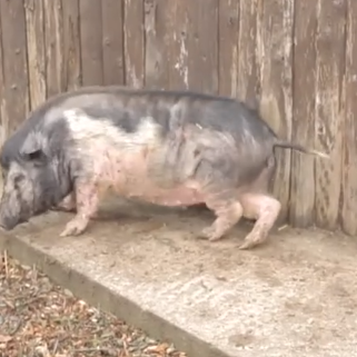 Maður fer ósjálfrátt að klóra sér þegar maður horfir á þetta myndband