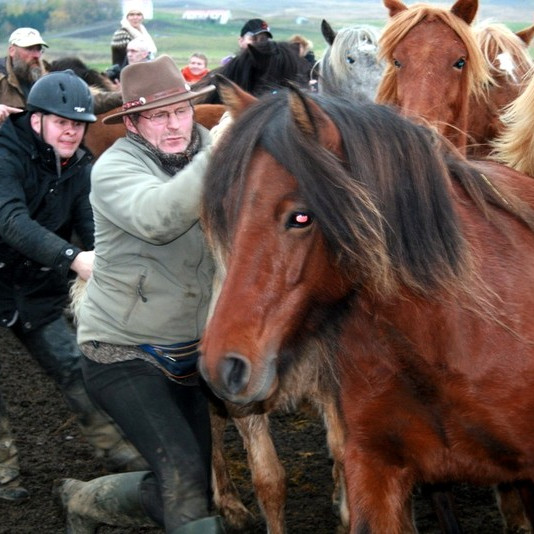Í Laufskálarétt 2014. Mynd: KSE