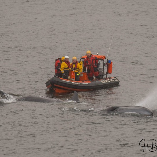 Hvalur dreginn á land á Hvammstanga