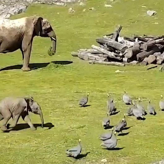 Fögnum fjölbreytileikanum í dýraríkinu í dag - myndband