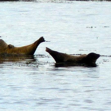 Mynd: Selasetur Íslands.
