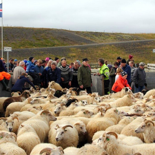 Úr Miðfjarðarrétt sl. haust. Mynd: Anna Scheving.