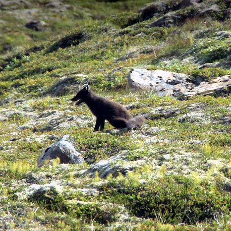 Mórauður refur í Húnaþingi vestra. Mynd: Árborg Ragnarsdóttir