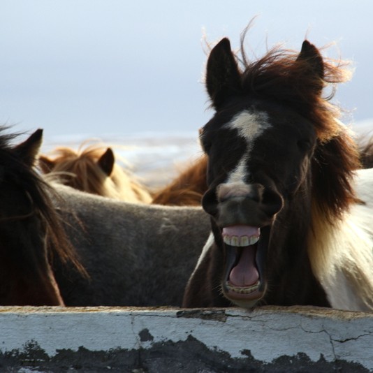 Alltaf gaman í Víðidalstungurétt - Myndir