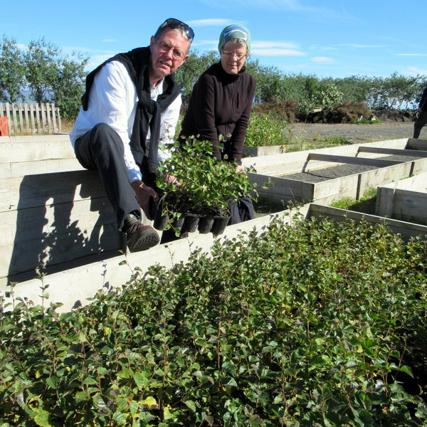 Steinn Kárason framkvæmdastjóri Brimnesskóga og Helga Gunnlaugsdóttir garðyrkjustjóri Skagafjarðar virða fyrir sér kynbætt Geirmundarhólabirki í gróðurreit á Sauðárkróki.