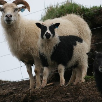 Ráðstefna um N-Evrópska sauðfjárstofninn