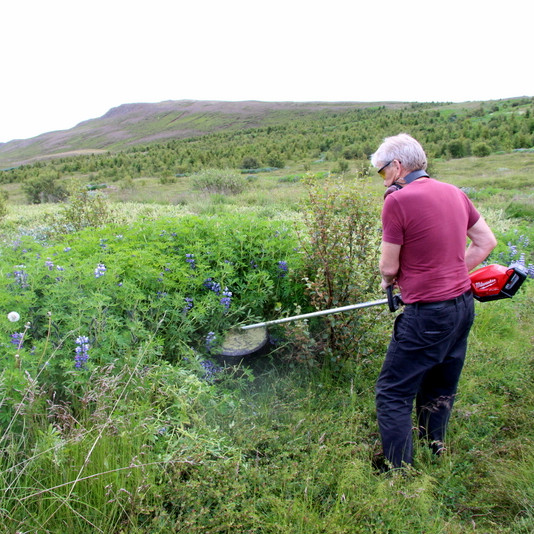 Pálmi er vopnaður rafmagnssláttuorfi og segist eyða um klukkustund í lúpínuskurði í hvert sinn eða meðan rafhlaðan á orfinu endist.