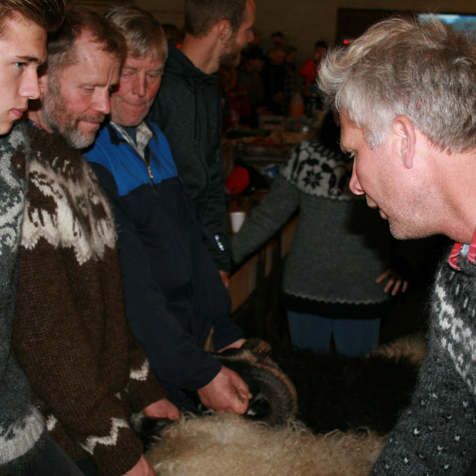 Frá fjárdegi í Fljótum sl. laugardag. Myndir: KSE