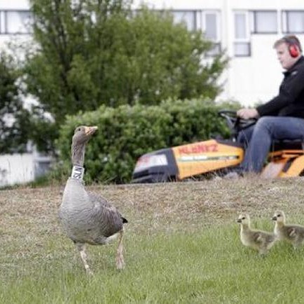 Heiðursgæs Blönduóss enn ekki skilað sér