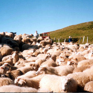 Skorað á ráðherra og þingmenn að bregðast við