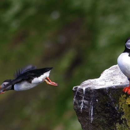 Íslandsmet í lundaábúð í Drangey