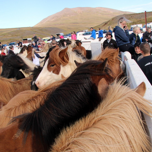 Skrapatungurétt - Myndir