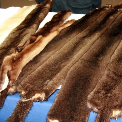 Þróa smyrsl úr minkafitu