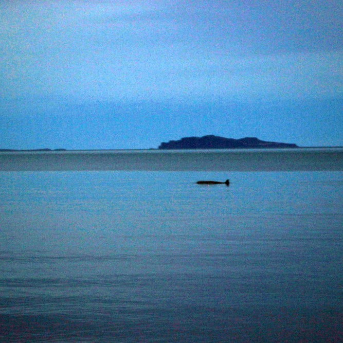 Andarnefja skammt undan landi