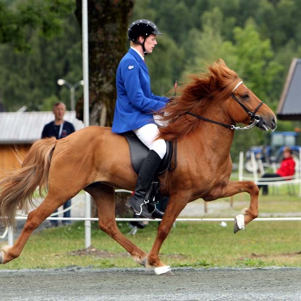 Fræðslukvöld um þjálfun tölts