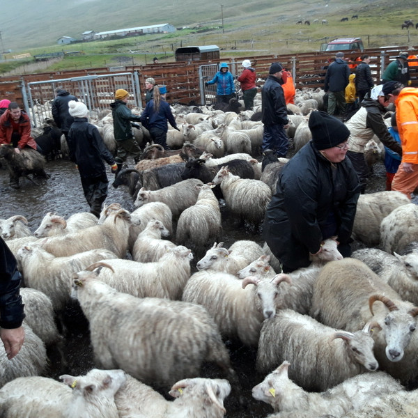 Frá réttum í Deildardal. Mynd: ÁB