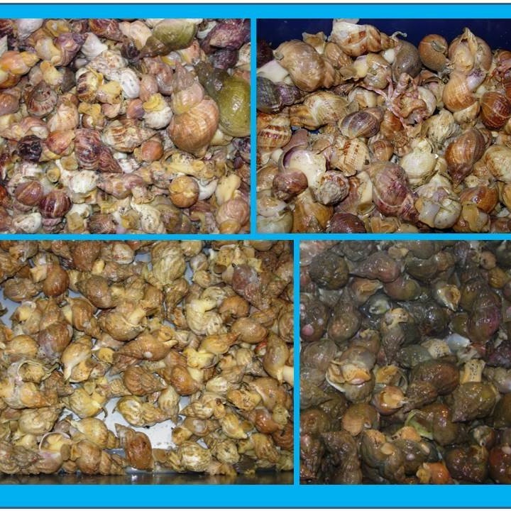 Orsakir útlitsbreytileika beitukónga