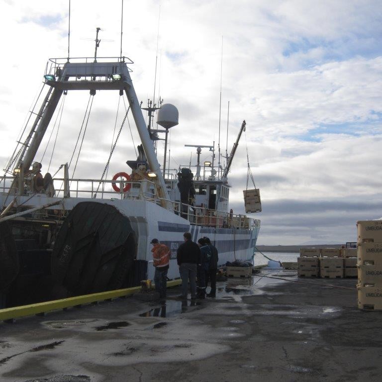 Berglín landar rækju á Hvammstanga