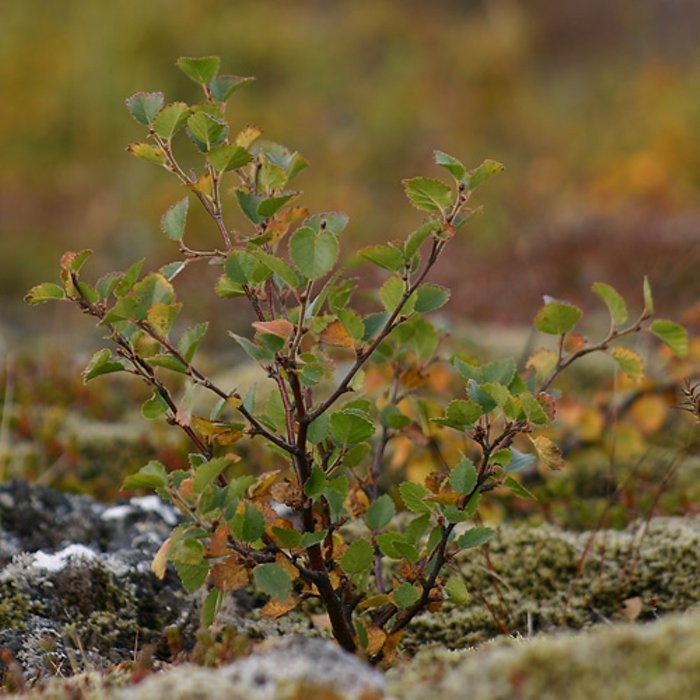 Endurheimt landgæða - myndband