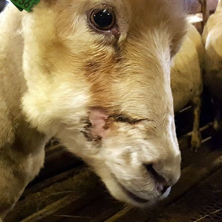 Kind með bitför. Mynd af vef RUV/Helga Rós Níelsdóttir.