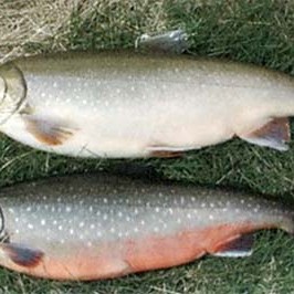 Hólaskóli fær styrk úr Tækniþróunarsjóði