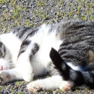 Boris Jeltsín færir eiganda sínum rjúpu í rúmið