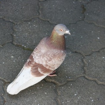 Áttavillt bréfdúfa á Blönduósi