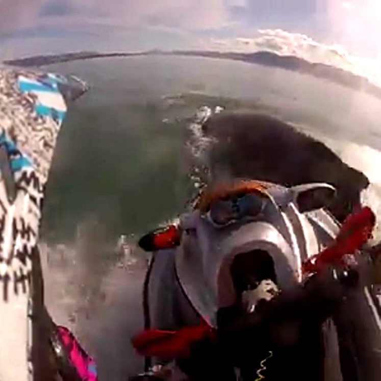 Sigldi á hval í Skagafirði