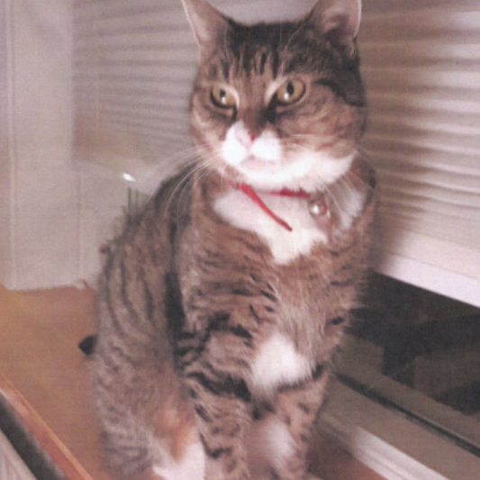 Krúshildur skilaði sér sjálf heim á mánudaginn