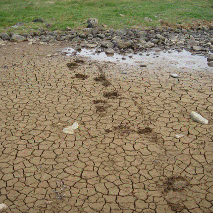 Spor birnunnar á Hrauni á Skaga