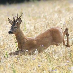 Myndin tengist fréttinni ekki beint en hún er fengin af Netinu.