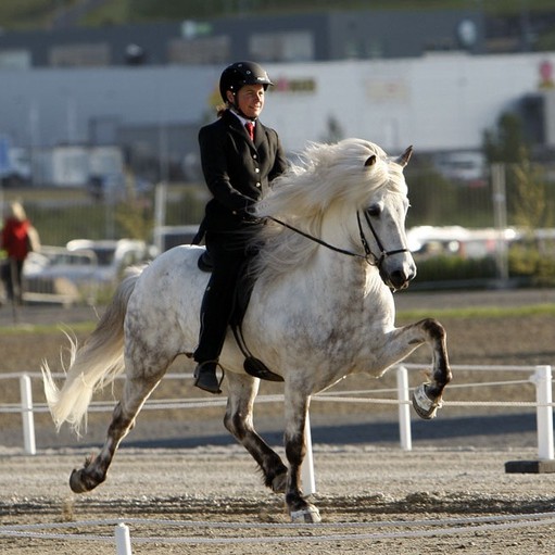 Skagfirðingar mæta sterkir til leiks á landsmót 2014 – úrslit úrtökumóts