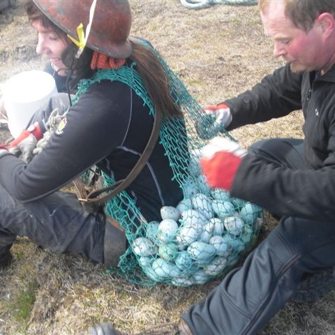 Leggja til friðun á fimm tegundum svartfugla næstu fimm árin