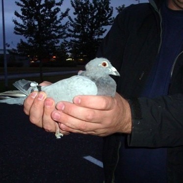 Dúfnaveisla á Blönduósi og Sauðárkróki