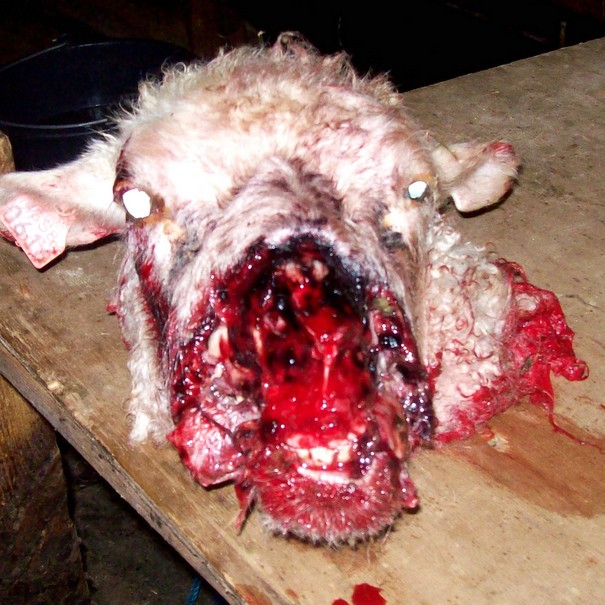 Bíræfinn dýrbítur