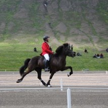 Egill Már Þórsson og Saga frá Skriðu. Mynd: Landsmót.is.
