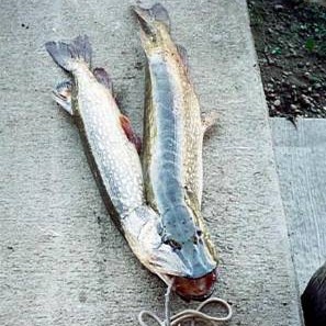 Bylting í fiskeldi?