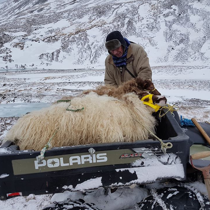 Fjórar kindur sóttar í Vesturfjöll