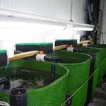 Ráðstefna um seltuþol og smoltun laxfiska