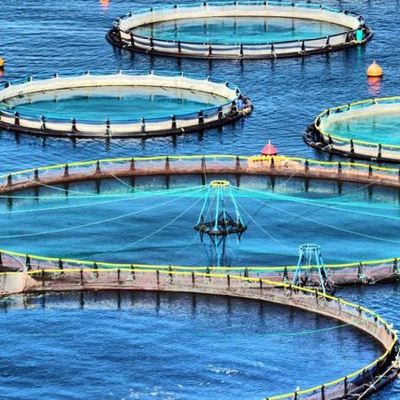 Fiskeldiskvíar. Mynd: Kvótinn.is.