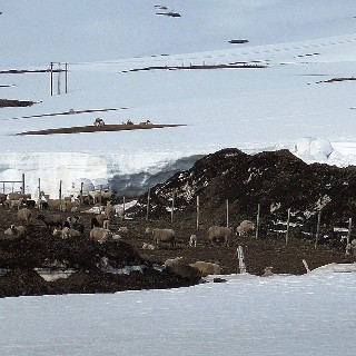 Varað við sauðfé í Fljótum