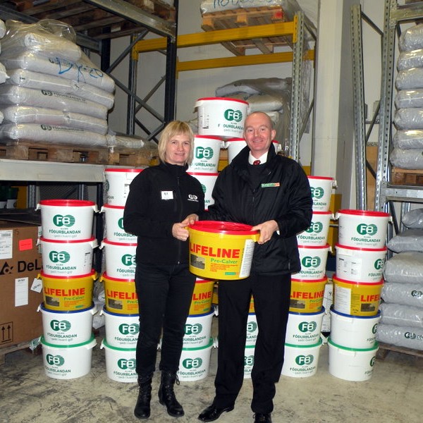 Fóðurlausnir fyrir kelfdar kýr og ófædda kálfa