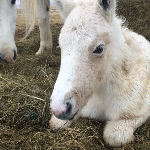 Snædrottning fæddist í stórhríðinni