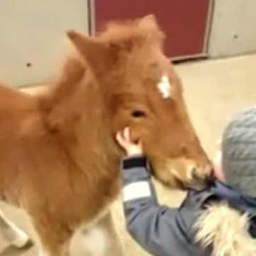 Köggur og Þórður Bragi. Skjámynd af vídjói.