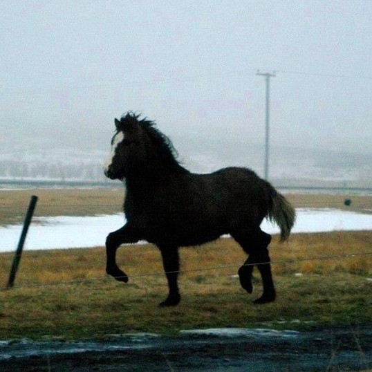 Fjöldi á folaldasýningu Neista
